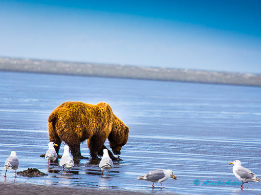 Lake Clark Bear Viewing